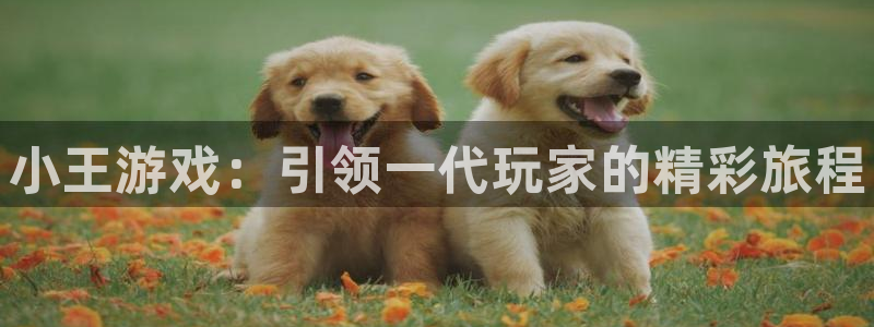 新航娱乐背后的老板是谁